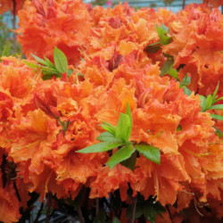 Azalea mollis ‘Gibraltar’