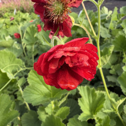 Geum 'Firestarter' - Benoîte