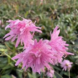 Lychnis flos-cuculi 'Jenny' - Oeillet des prés rose
