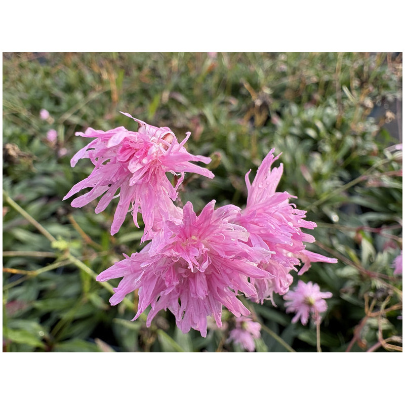 Lychnis flos-cuculi 'Jenny' - Oeillet des prés rose