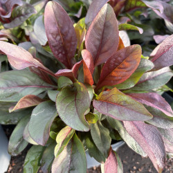 Penstemon 'Dakota Burgundy'