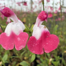 Salvia microphylla 'Pink Lips'