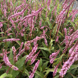 Persicaria amplexicaulis 'Pink Elephant'