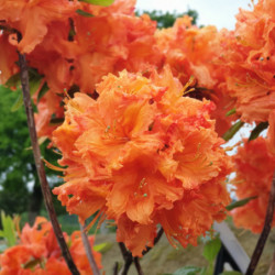Azalea mollis ‘Gibraltar’