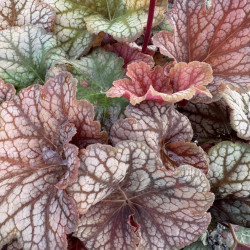 Heuchera World Caffe ® - Arabica - Heuchère