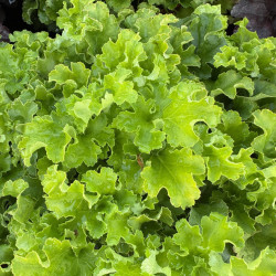 Heuchera World Caffe ® - Lime Americano - Heuchère