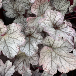 Heuchera World Caffe ® - Frappé - Heuchère