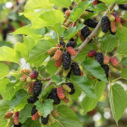 Morus alba 'Milanovek'- Mûrier