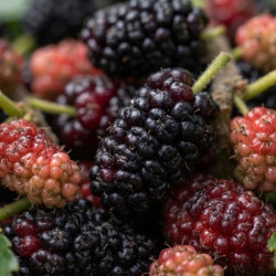 Morus alba 'Milanovek'- Mûrier