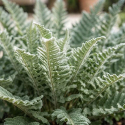 Cheilanthes lanosa - Fougère laineuse