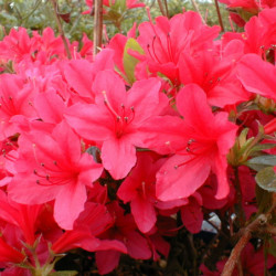 Azalea japonica Hino Crimson