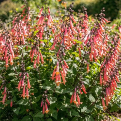 Phygelius 'Colorburst Rose' ® - Digitale du Cap