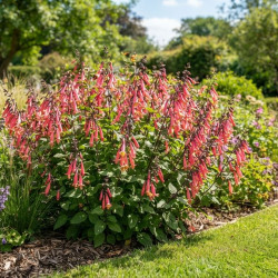 Phygelius 'Colorburst Rose' ® - Digitale du Cap