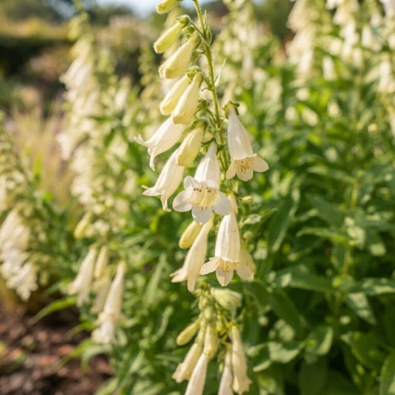 Phygelius 'Colorburst White' ® - Digitale du Cap