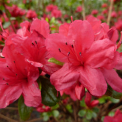 Azalea japonica Hino Crimson