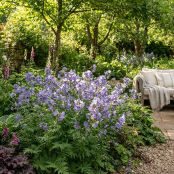 Polemonium caeruleum 'Lambrook Mauve' - Valériane grecque