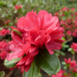 Azalea japonica Hino Crimson