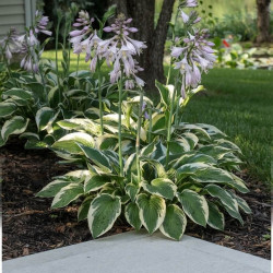Hosta ‘Patriot‘