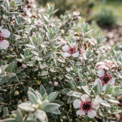 Leptospermum lanigerum 'Mesmer Eyes' - Arbre à thé