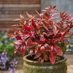 Nandina domestica 'Wood's Dwarf' - Bambou sacré nain