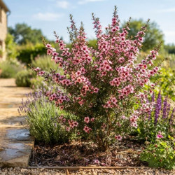 Leptospermum scoparium 'Martinii' - Arbre à thé