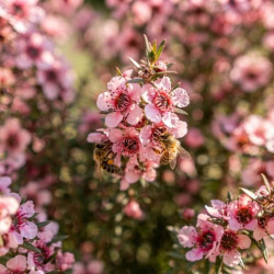 Leptospermum scoparium 'Martinii' - Arbre à thé