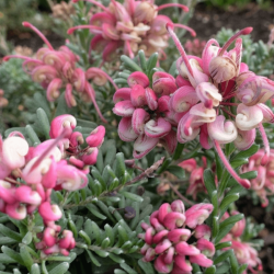 Grevillea lanigera 'Mount Tamboritha'