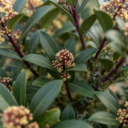 Drimys aromatica ‘Red Spice’