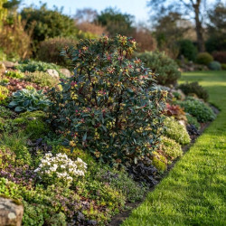 Drimys aromatica ‘Red Spice’