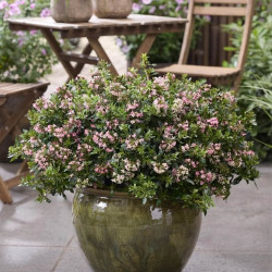 Escallonia 'Show Stopper'