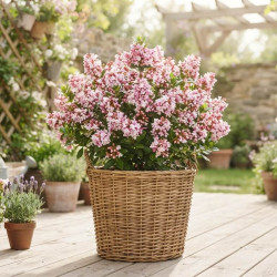 Escallonia laevis 'Pink Elle' ® - Lades