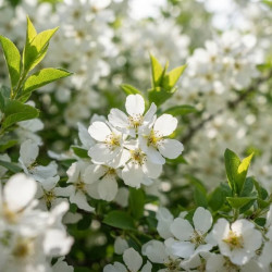 Exochorda racemosa 'Snow Mountain' - Arbre aux perles