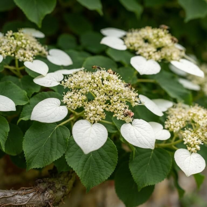 Schizophragma hydrangeoides 'Brookside' - Hortensia grimpant