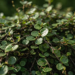 Muehlenbeckia complexa