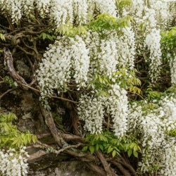 Wisteria floribunda 'Alba' - Glycine du Japon