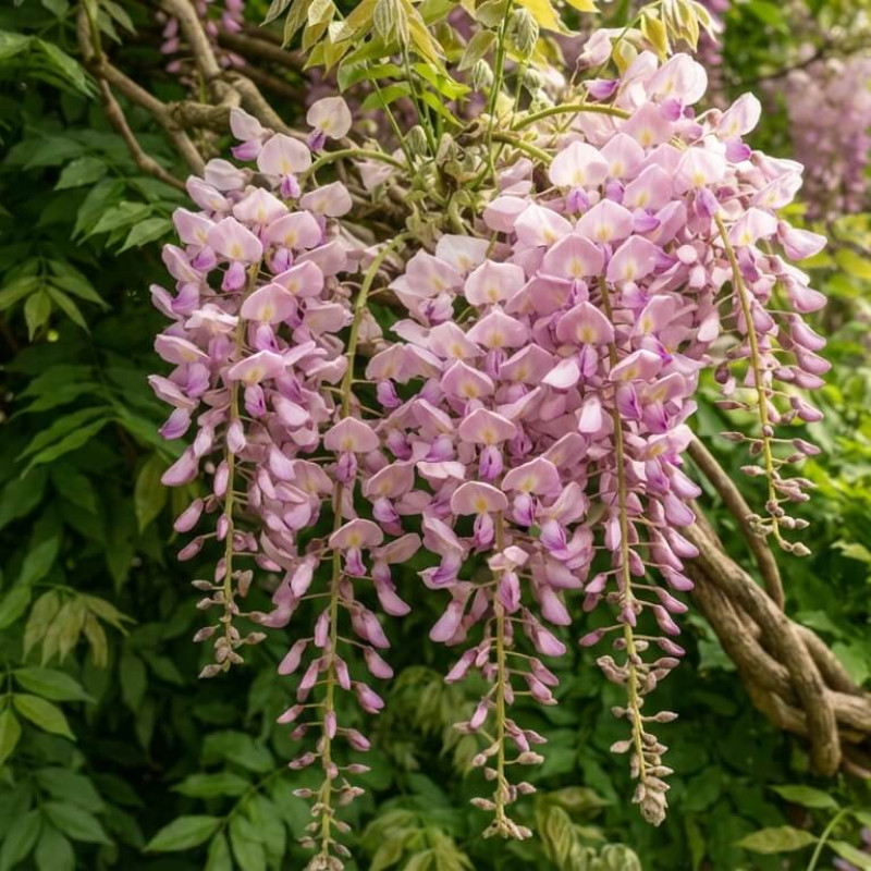 Wisteria floribunda 'Rosea' - Glycine du Japon