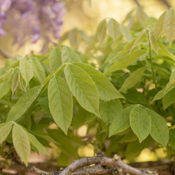 Wisteria floribunda 'Rosea' - Glycine du Japon