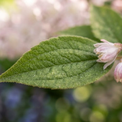 Deutzia gracilis 'Roseum'