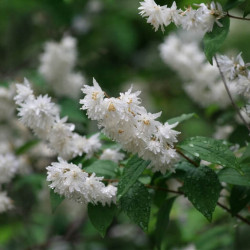 Deutzia × magnifica