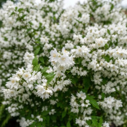 Deutzia × magnifica