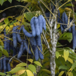 Decaisnea fargesii - Arbre aux haricots bleus