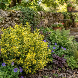 Euonymus fortunei 'Emerald Gold' - Fusain