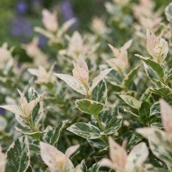 Euonymus fortunei 'Harlequin'