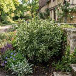 Euonymus japonicus 'Président Gauthier' - Fusain du Japon