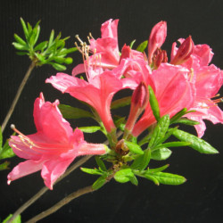 Azalée mollis ‘Jolie Madame’
