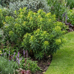 Euphorbia mellifera 'Agathe'