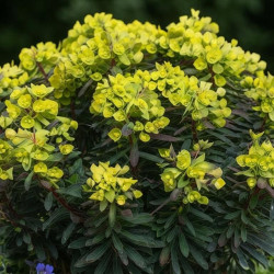 Euphorbia x martinii Ascot Petite ®