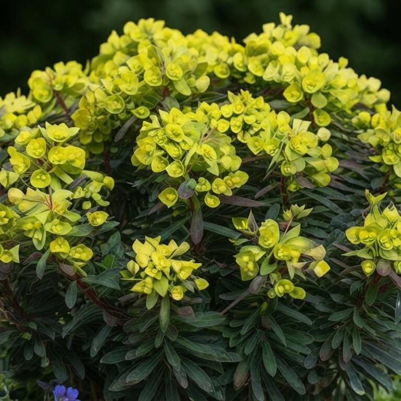 Euphorbia x martinii Ascot Petite ®