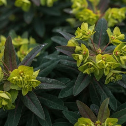 Euphorbia x martinii Ascot Petite ®