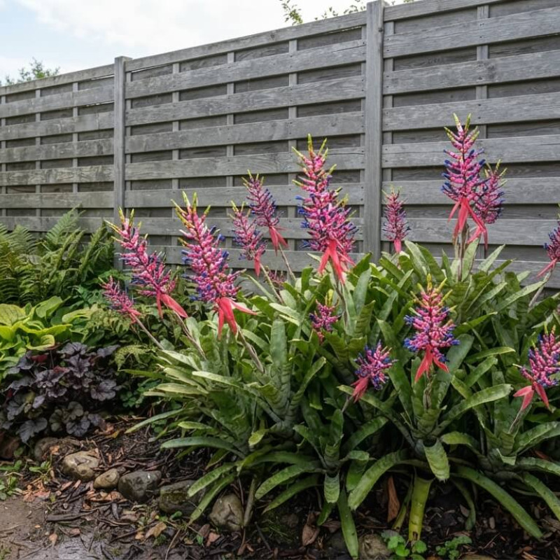 Aechmea gamosepala